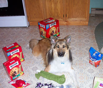 Max the Collie mix