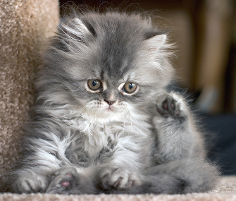 Cute Cat