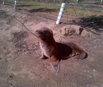 Hoppie was found miles from the coast, in an almond orchard near Modesto, California. He was brought to The Marine Mammal Center for rehabilitation.