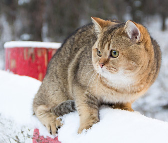 do feral cats get cold