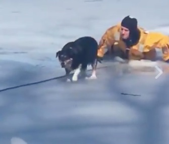A Boston firefighter saved Maggie the dog after she fell through the ice on a pond.
