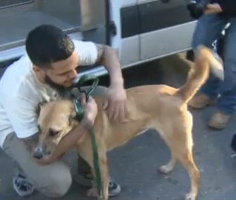Ten stray dogs rescued from Sochi, Russia, arrived in Washington, D.C., on Thursday.