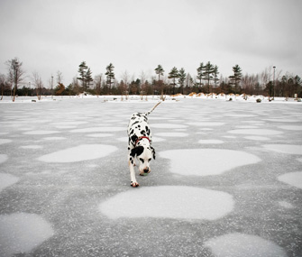 Dalmatian on Ice