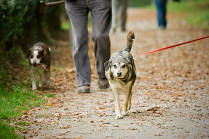 Senior dog on walk