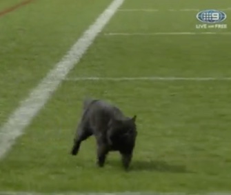 A black cat darted across a field during a rugby match in Sydney.