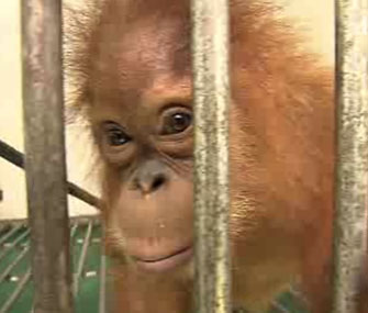 Rescued orangutan