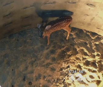 Emergency workers rescued a fawn from a 20-foot manhole.