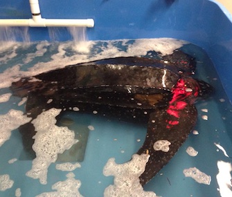 Yawkey is the first leatherback sea turtle to be found stranded alive in South Carolina.