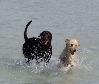 Christi Sherouse's dog, Cleo, right, plays in the water with her best friend, Maya, at the beach along Rickenbacker Causeway on the way to Key Biscayne.