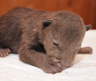 This cub and its three orphaned siblings were rescued from a forest in Russia.