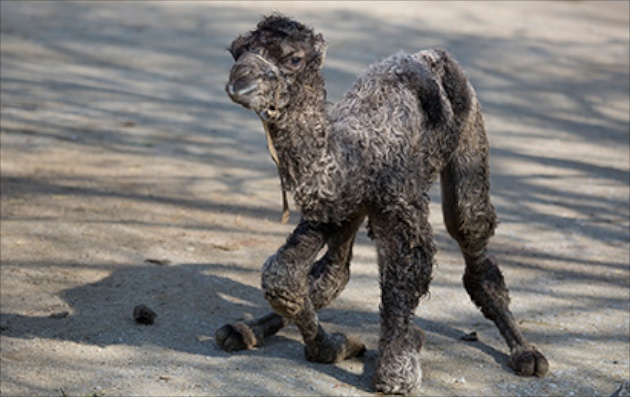 Baby camel at Zoo Zurich