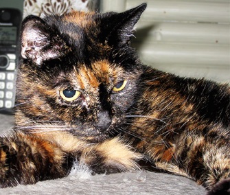 Tiffany Two of San Diego was named the World's Oldest Cat. She'll turn 27 next month.