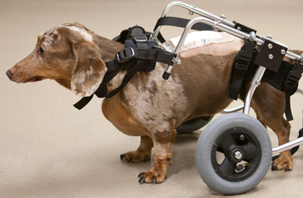 Dachshund with spinal injury