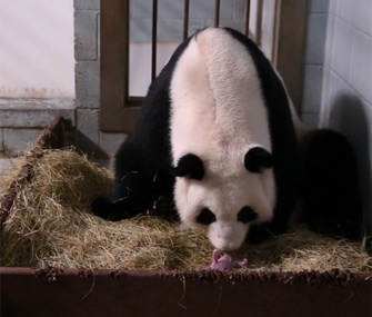 Panda twins born in Atlanta
