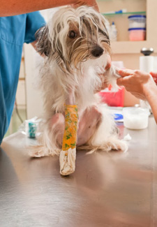 complex fractures in dogs treating broken legs and more complex fractures in dogs treating