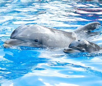 Starkey the dolphin and her newborn calf swim together at SeaWorld Orlando.