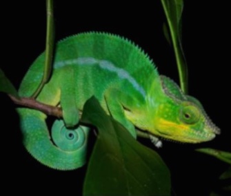 A new study uncovers how chameleons can change colors so quickly.