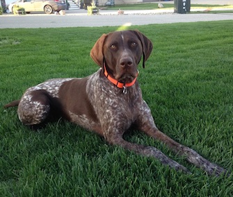 Ryker, a 3-year-old German Shorthaired Pointer, survived eating 52 pieces of gum with toxic xylitol.