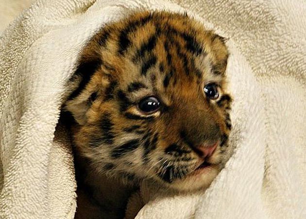 Amur tiger cub in towel