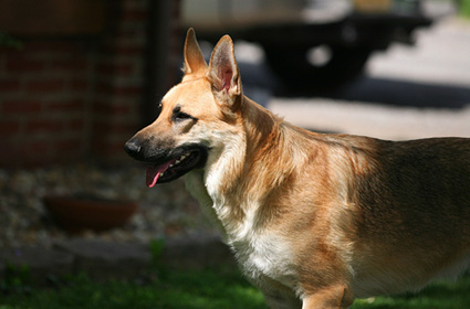 Dog in the sun