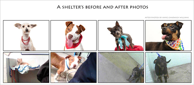 Anne Chadwick Williams shelter dog before and after images