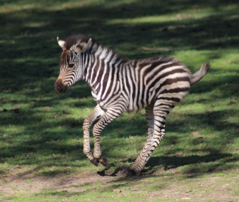 Zina goes for a morning gallop around her paddock.