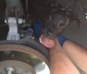 A puppy was freed from the engine of a car in Florida.