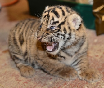 One of the tiger cubs lets out a little roar at its first exam.
