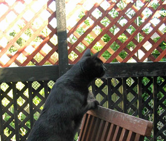 catio cat