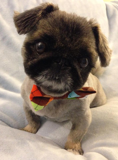 Sir Wickett