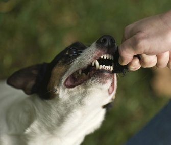 Dog almost biting hand