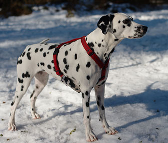 dog standing on ice picture