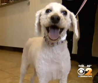 Easter the dog was rescued from a New Jersey ravine two weeks ago.