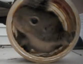 Squirrel in a peanut butter jar