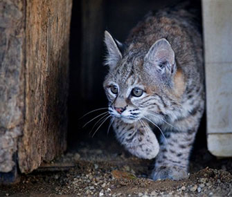 Chips, a bobcat kitten, is too nice for the wild.