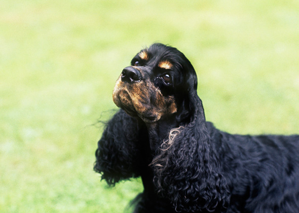 dog breeds friendly with other dogs