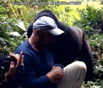 Mark David gets a kiss on the cheek from a gorilla in Uganda.