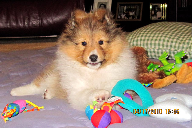 Cody Cute Pet of the Week 11-11-11