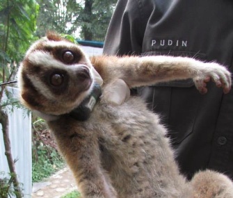 Bella the slow loris