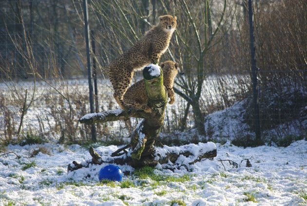 cheetah cubs enjoying the snow
