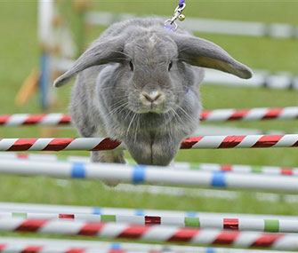 Marry Lou jumps over an obstacle during the Kaninhop competition in Germany.
