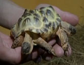 conjoined tortoises