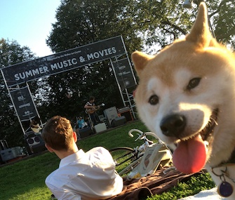 Kenji, a Shiba Inu, enjoys a dog-friendly event sponsored by the Walker Art Center.