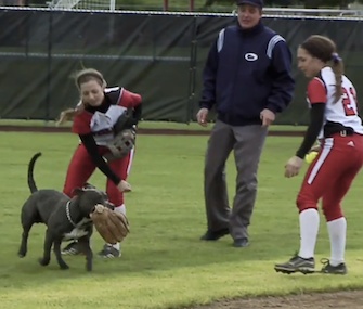 A dog ran onto the field during a college softball game and snagged the players' gloves.