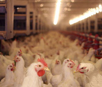 Chicken Farm