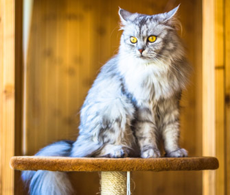 Cat on Cat Tree