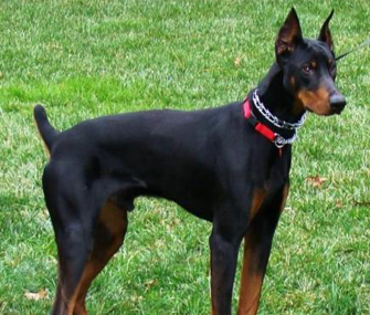 McGee the Doberman Pinscher