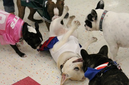 Smushed Face Breed Meet up