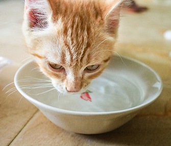 Cat Drinking Water