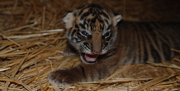 C.J., the Sacramento Zoo's Sumatran tiger cub, at 11 days old.